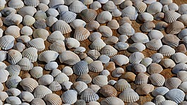 貽貝,裝飾,海