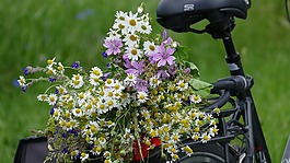 野生花卉,輪,自行車