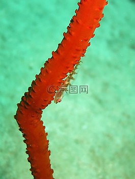 喉盤魚,珊瑚鞭,珊瑚
