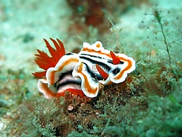 裸鰓亞目,chromodoris,輔助信息區