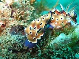 chromodoris,裸鰓亞目,輔助信息區