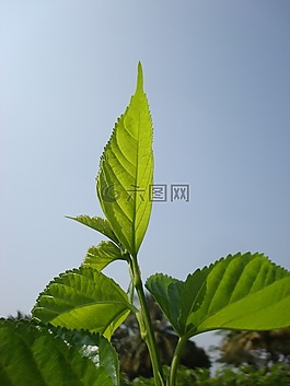 葉,植物區(qū)系,自然
