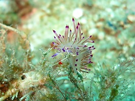 裸鰓亞目,flabellina,輔助信息區
