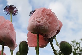 罌粟,三文魚,天空