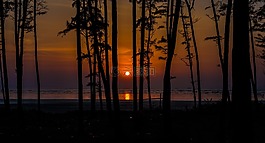 日落,樹,海
