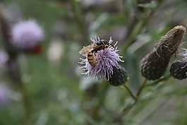 osa,昆虫,宏