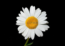 法蘭西菊,花,牛眼