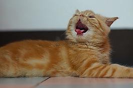 猫,异国情调,短毛猫