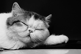 猫,异国情调,短毛猫