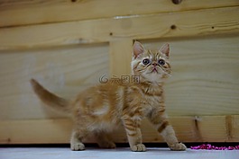 猫,异国情调,短毛猫