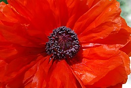 紅色,花,花園