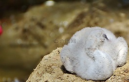 弗拉明戈,小雞,年輕的動(dòng)物
