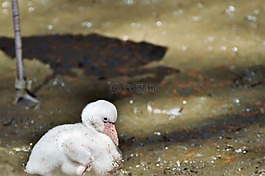 弗拉明戈,年輕的動(dòng)物,鳥(niǎo)
