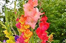 唐菖蒲,gladidus,蝴蝶溫室