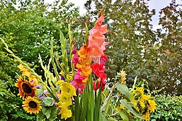 唐菖蒲,gladidus,蝴蝶温室