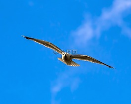 海鷗,鳥(niǎo),性質(zhì)