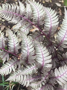自然,植物區(qū)系,葉