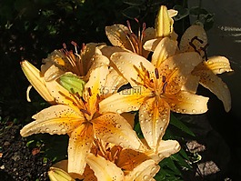 百合花,黄色,橙色