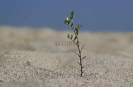 單,植物,樹(shù)