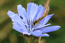 性質(zhì),花,廠