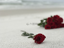 玫瑰,沙,白