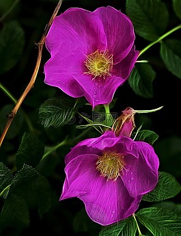 花,植物,花園