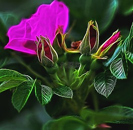 花,植物,花園