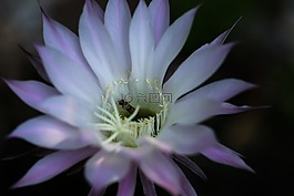 開(kāi)花,仙人掌,仙人掌花