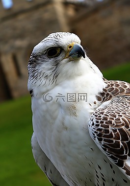 鳥,鷹,翼