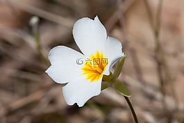 花,盛开,雪松gladecress