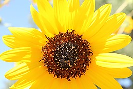 向日葵,黃色,花