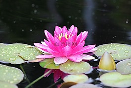 水百合,粉紅色,蓮花
