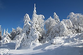 冬天,雪,冬季森林