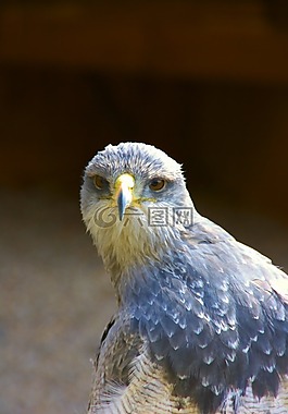 猛禽,鷙鳥,藍色