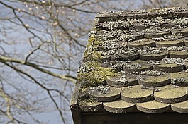 秋季,屋頂,苔
