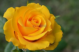 花,黃色,自然