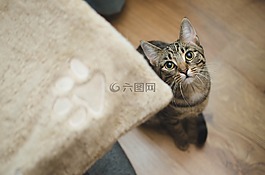 猫,小猫,大花猫