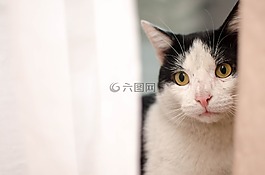 貓,小貓,家貓