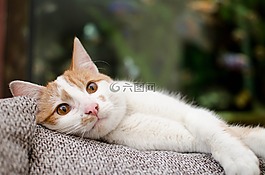 貓,小貓,家貓