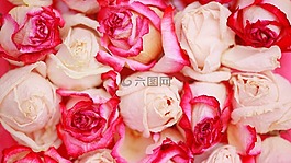 花,通過(guò),夏天
