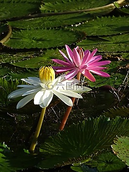水百合,花,自然
