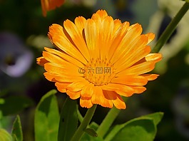 萬壽菊,花多,金盞草