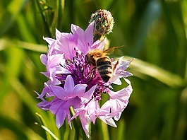 矢车菊,knapweed,花多