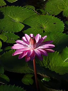 睡蓮,粉紅色,花