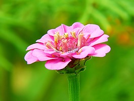 百日草,花多,光明