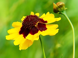 mädchenauge,金鸡tinctoria,指出花