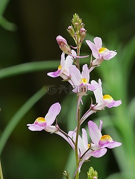 路边 toadflax,夏季 toadflax,linum