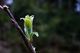 樹,森林,春天