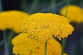 黃色,花卉,鮮花