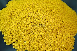 黃色,花卉,鮮花